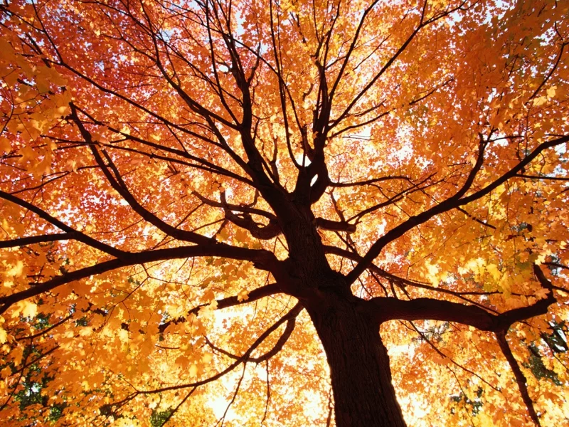 , nature