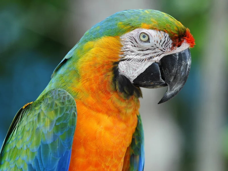 , animals