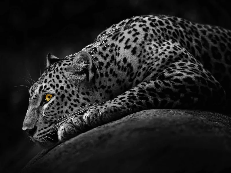 leopards, , black and white, leo, mod