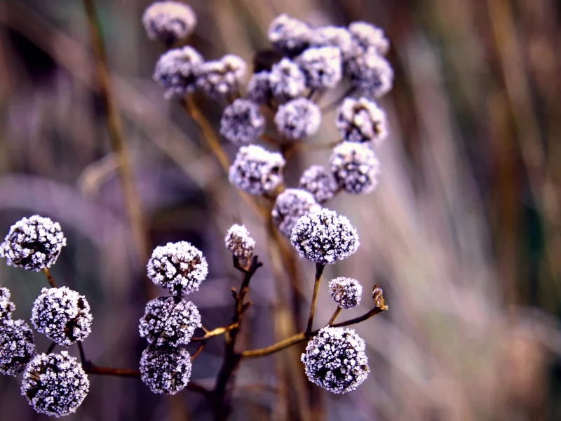 , Flora