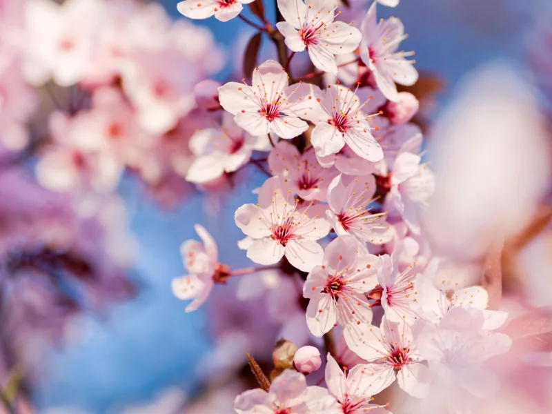 flowers, 