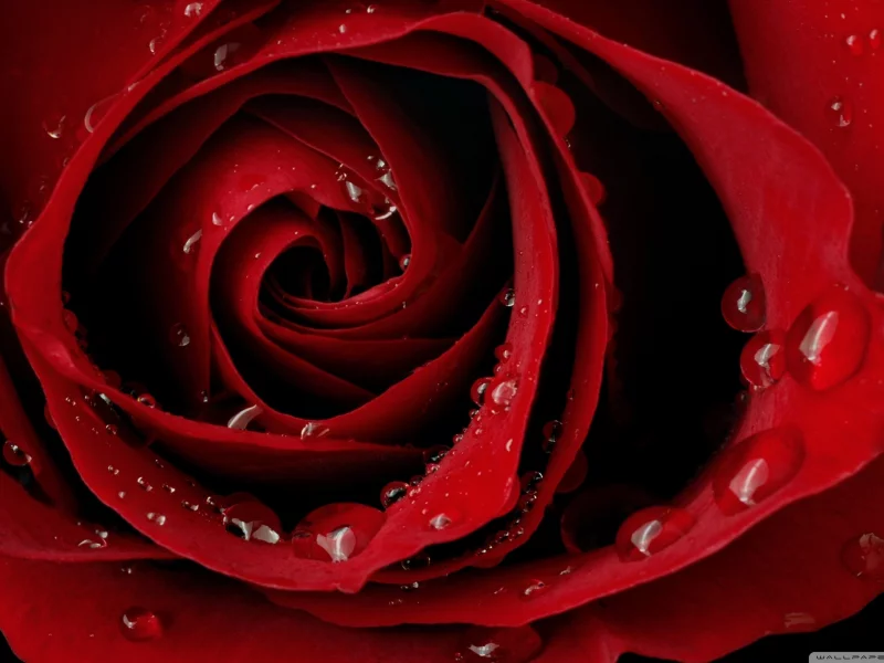 flowers, 