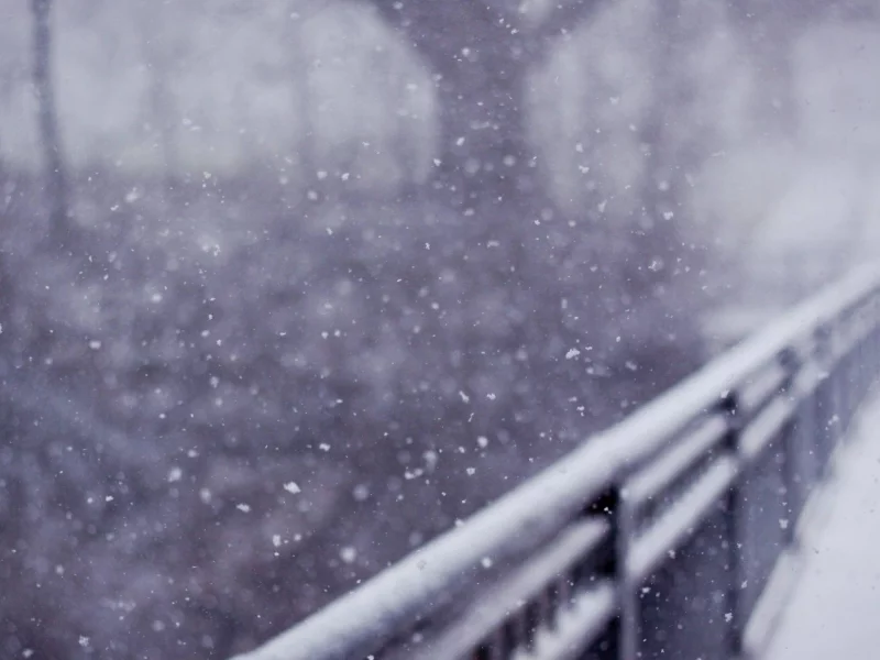 snow, bridges, деревья, мосты, trees, снег
