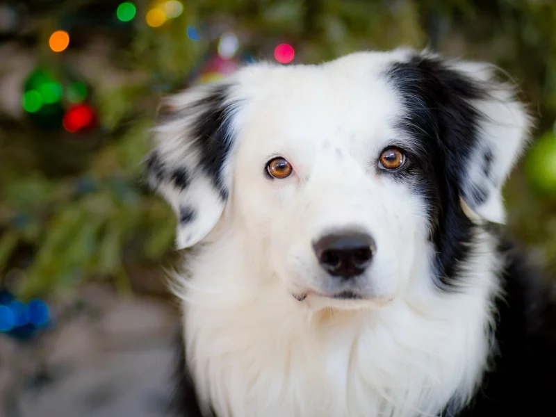 dogs, собак, animals, животных