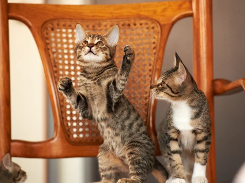 animals, кошки, животные, cats