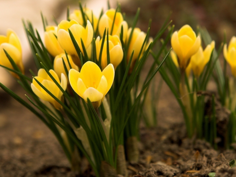 crocus, цветы, yellow, крокусы, желтые, flowers