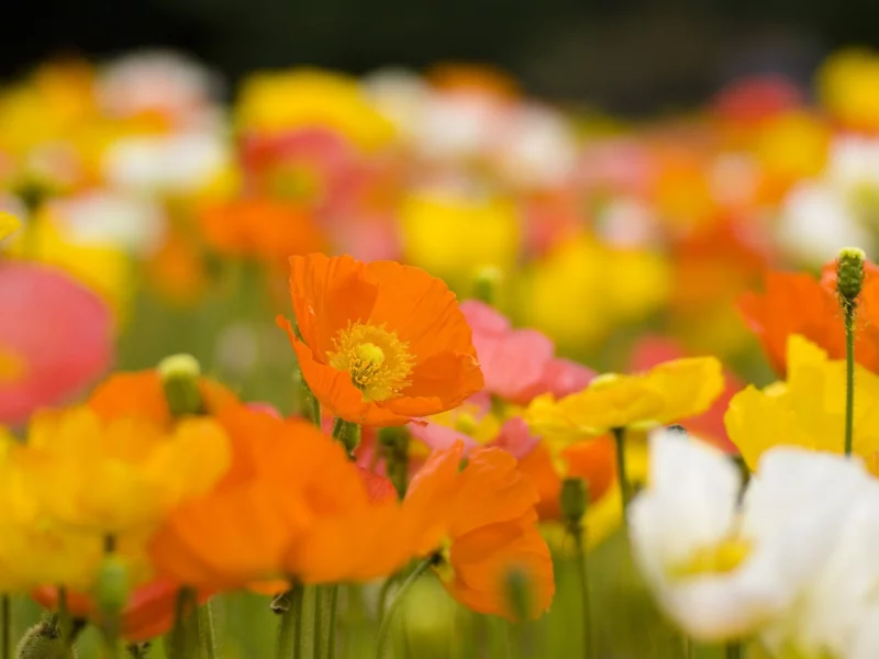 , flowers