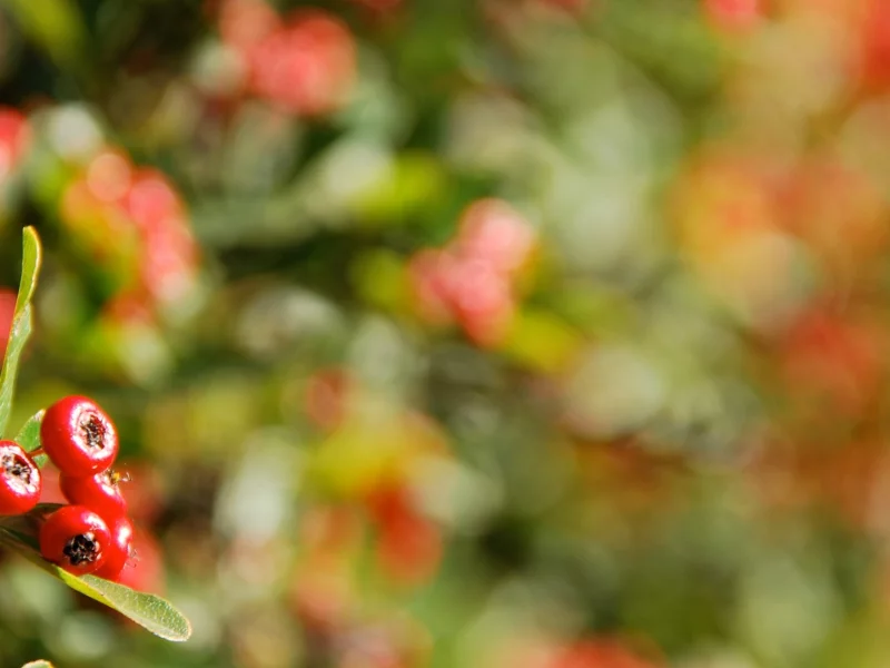 , flowers