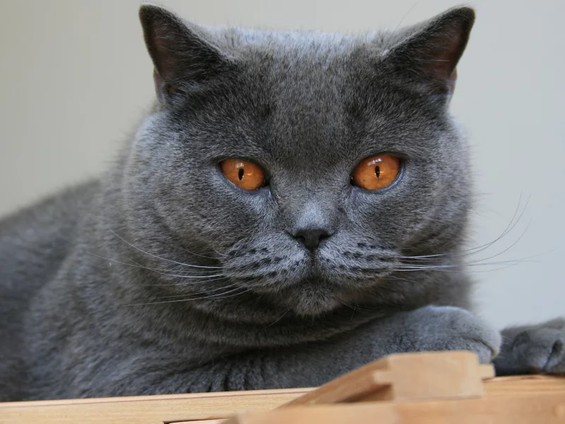 cats, кошки