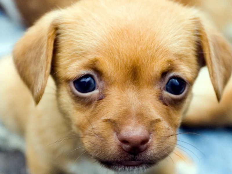 dogs, собаки