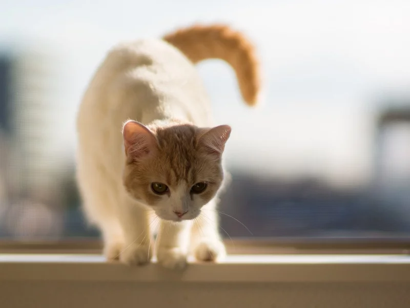 кошки, животные, cats, animals