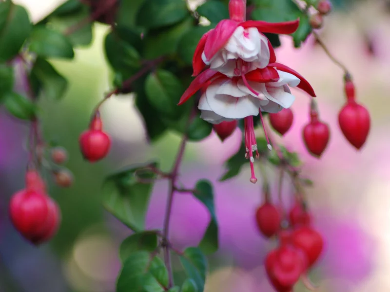 цветы, flowers