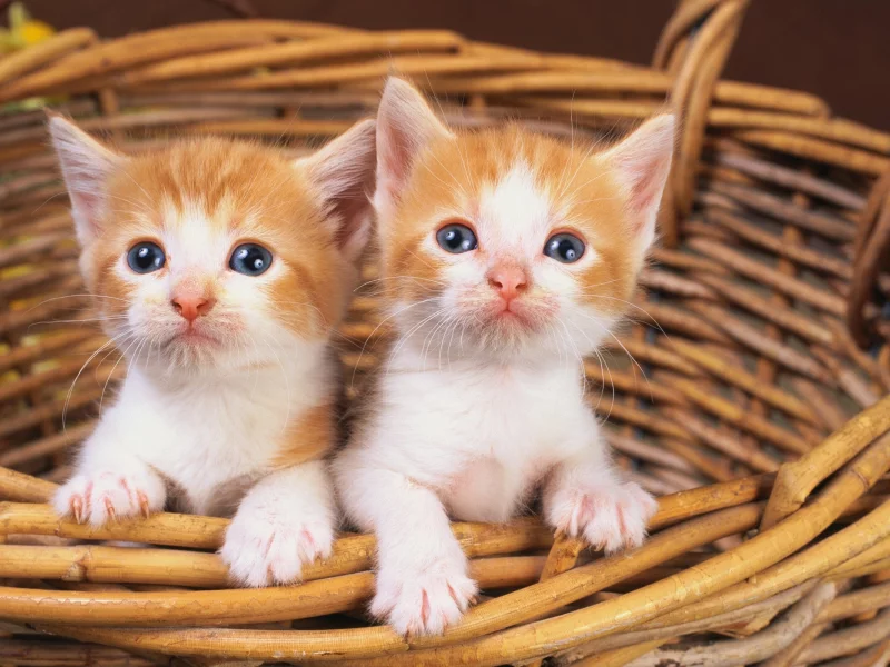 animals, животные, мир, world
