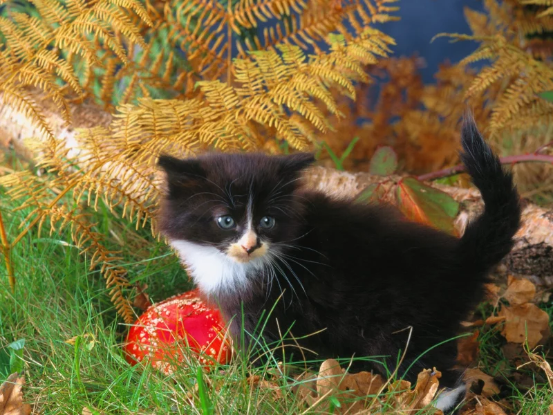 animals, животные, мир, world