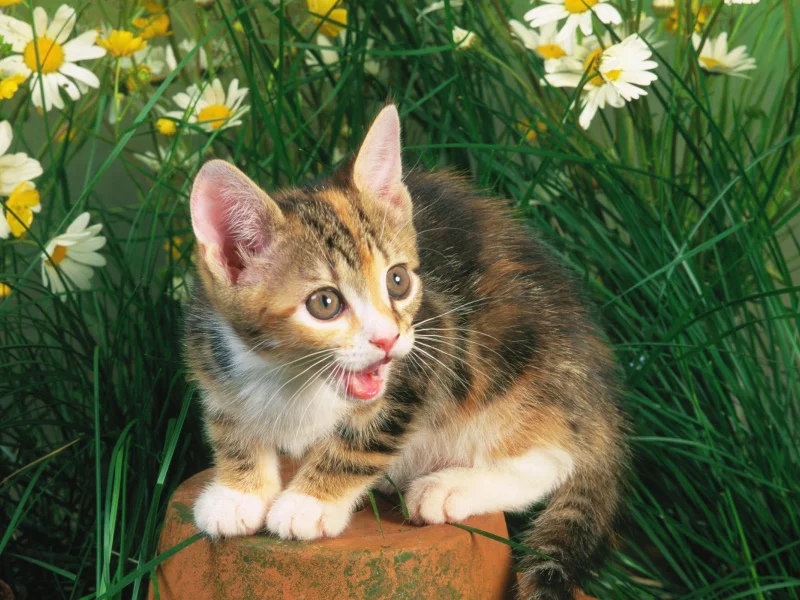 animals, world, мир, животные