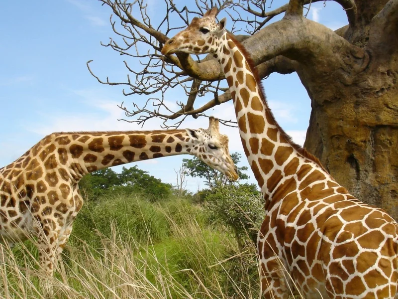 animals, National Geographic, животных
