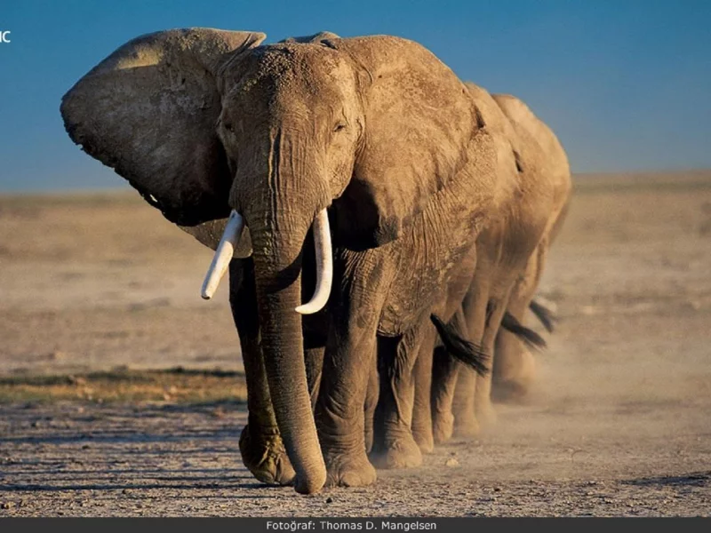 animals, National Geographic, животных