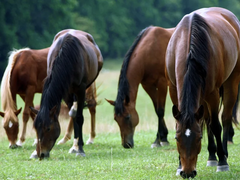 animals, животных, National Geographic