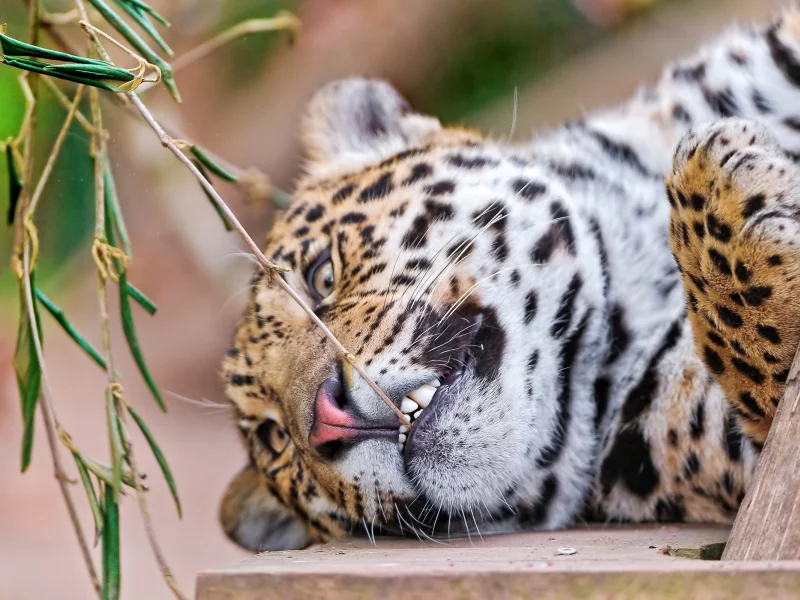 , leopards, animals