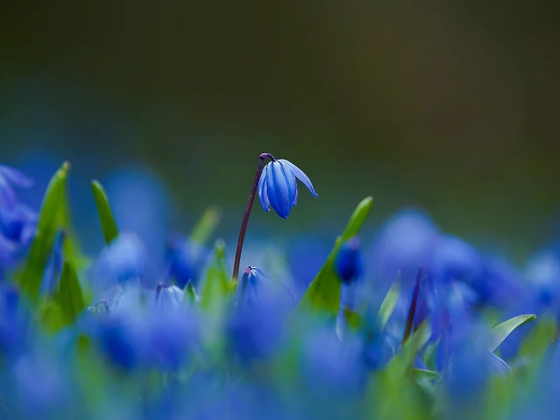 , flowers