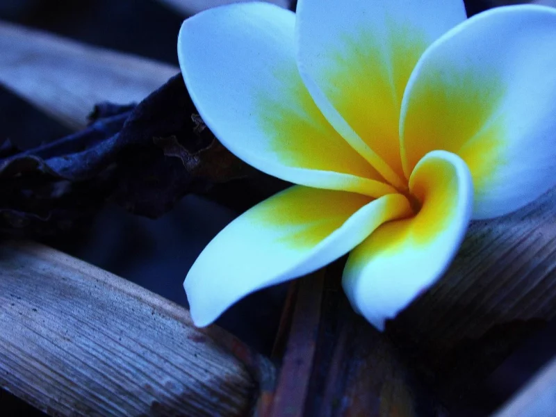 flowers, цветы, природа, nature, растения, plants
