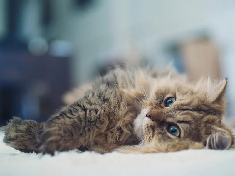 котята, домашние животные, cats, pet, кошки, animals, животные, kittens
