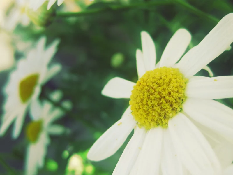 chamomile, белый, flowers, white, plants, green, растения, цветы, ромашки, зеленый