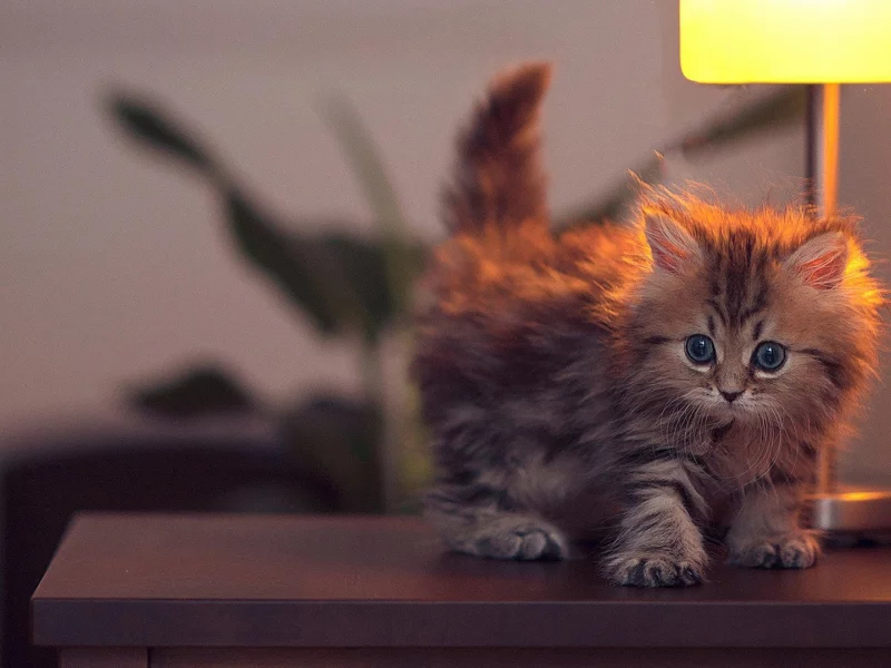 письменный стол, animals, kittens, nature, desk, животные, cats, природа, кошки, котята