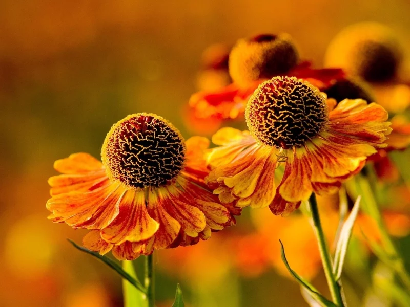 , flowers