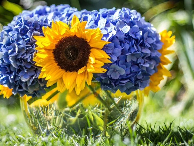 , grass, sunflowers, flowers, Hydrangeas