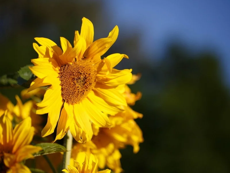 flowers, 