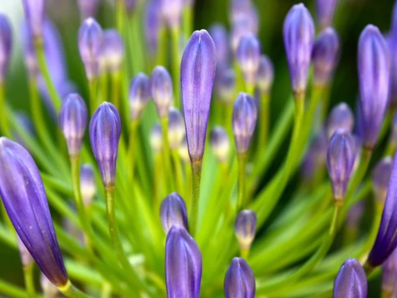 , flowers