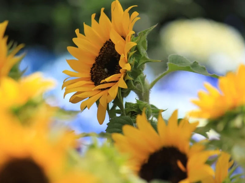 flowers, 
