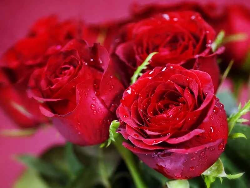 flowers, 