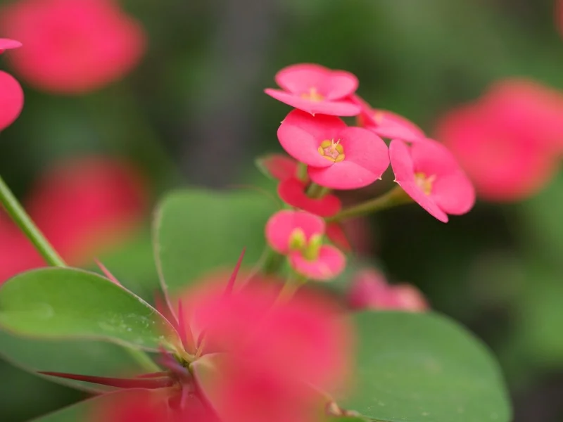 flowers, 