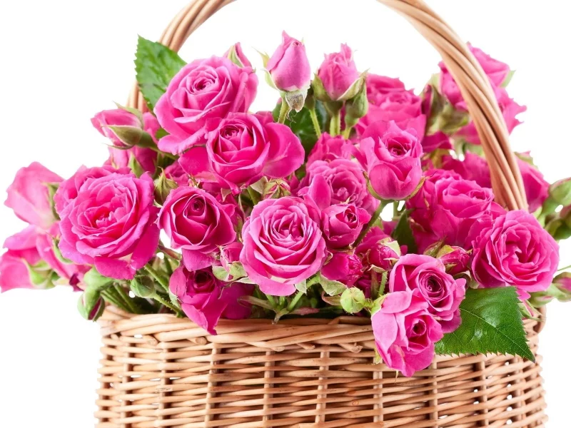 flowers, 