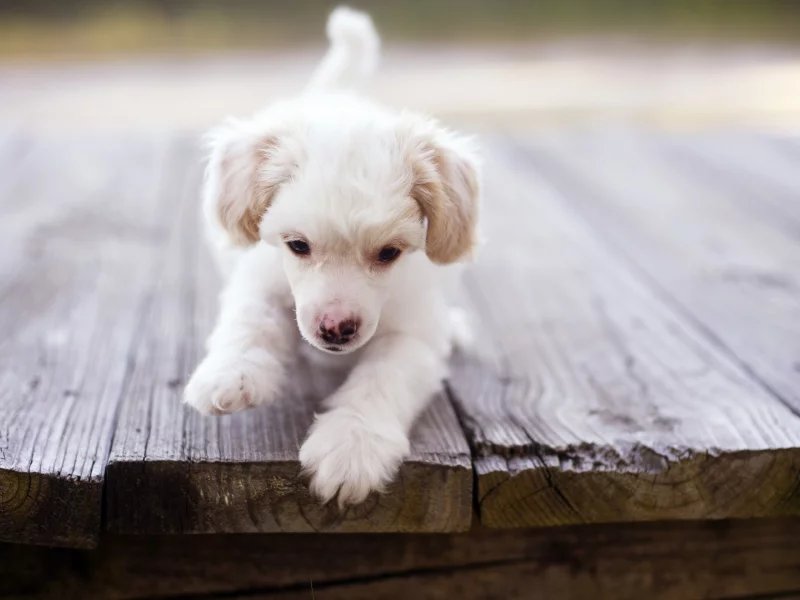 щенки, dogs, puppies, Собаки