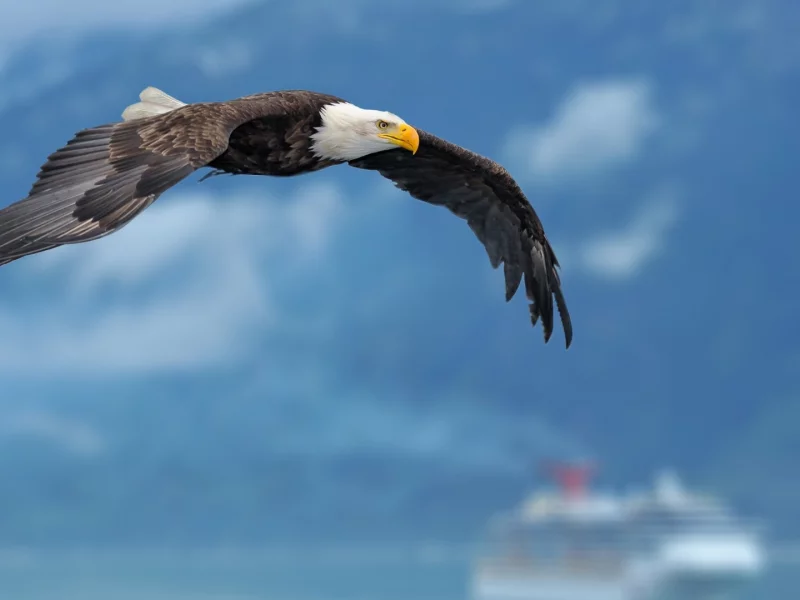 birds, eagles, орлов, птиц