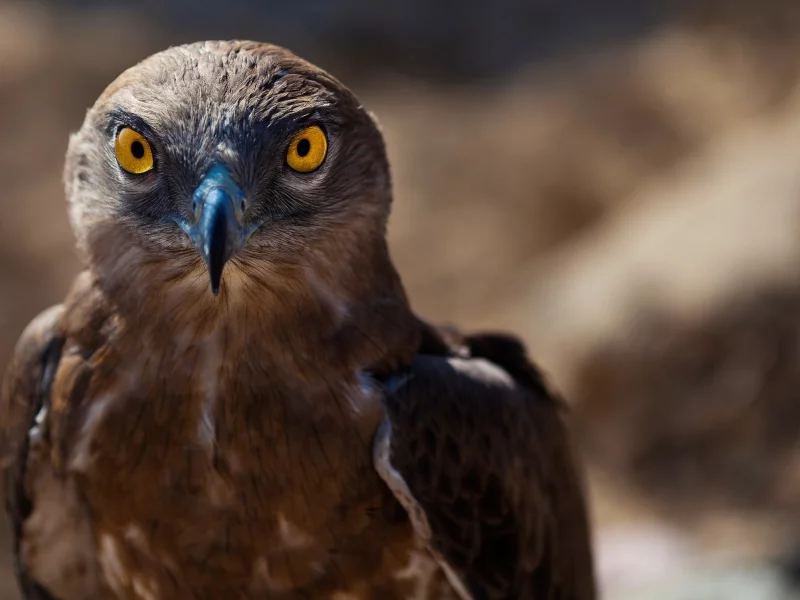 ястреб, hawk, animals, животных