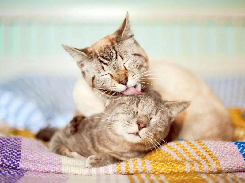 кошки, cats, animals, животные