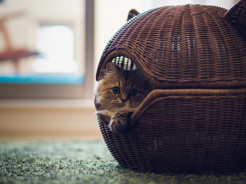 норка, домик, котенок
