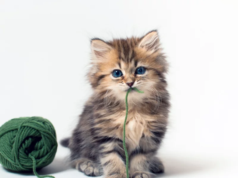 котенок, взгляд, клубок, игра