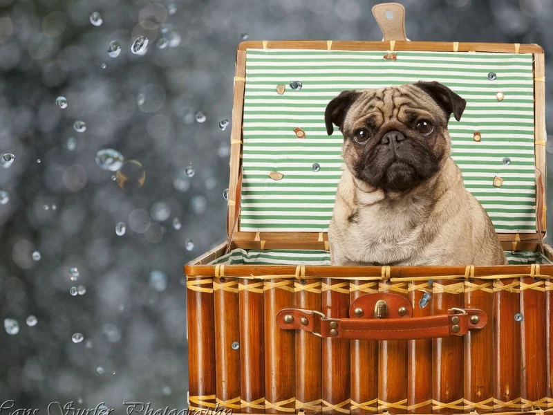 pugs, животные, собаки, animals, мопсы, dogs