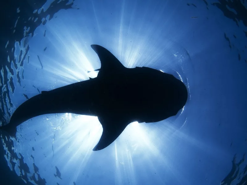 whale shark, animals, , Mexico
