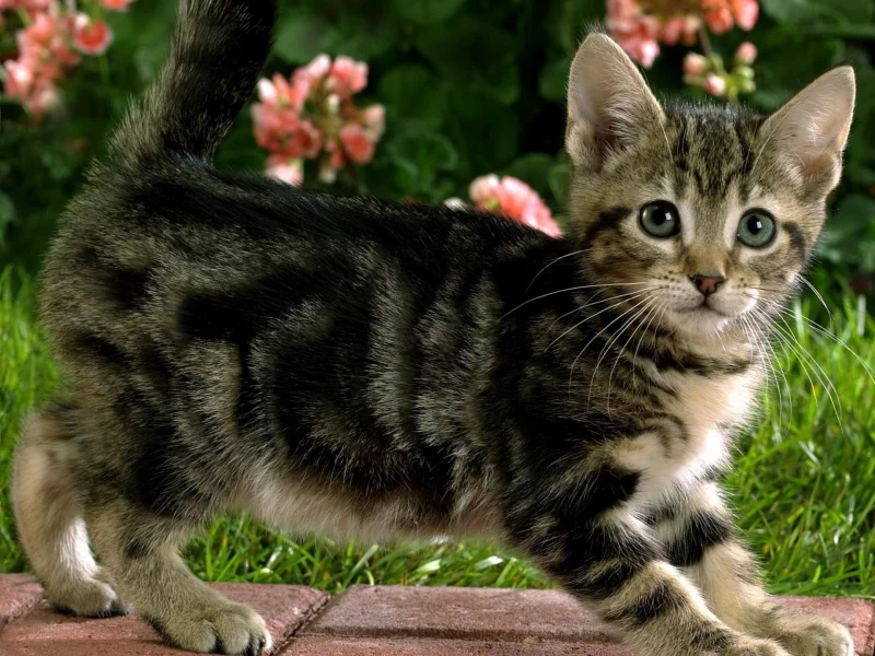 , animals