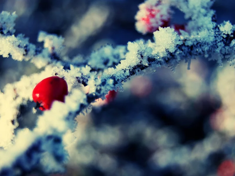 снег, snow