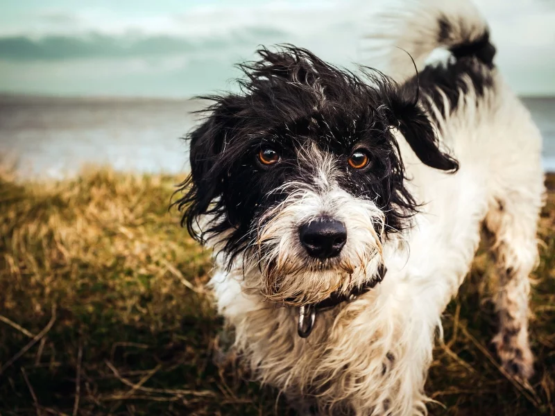 dogs, собаки