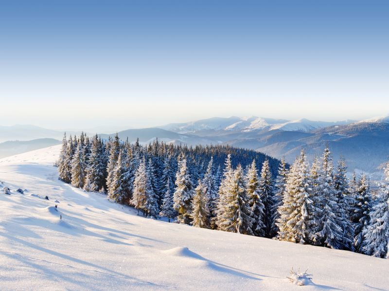 forest, winter, ice, moutain, mountains, snow, , trees, day