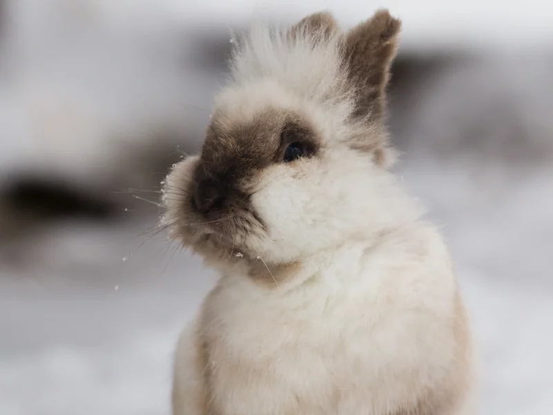 bunnies, 