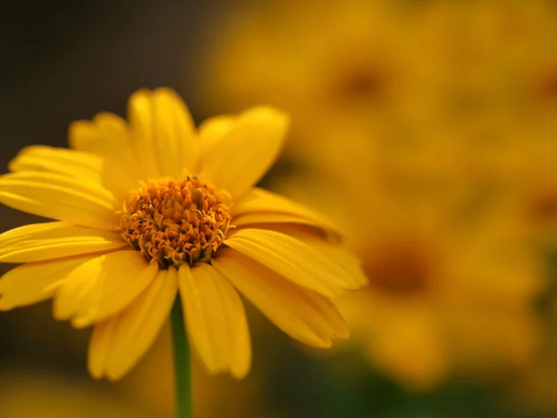 macro, цветы, flowers, макро